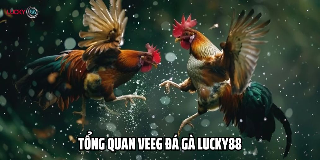 Tổng quan veeg đá gà Lucky88 là gì?